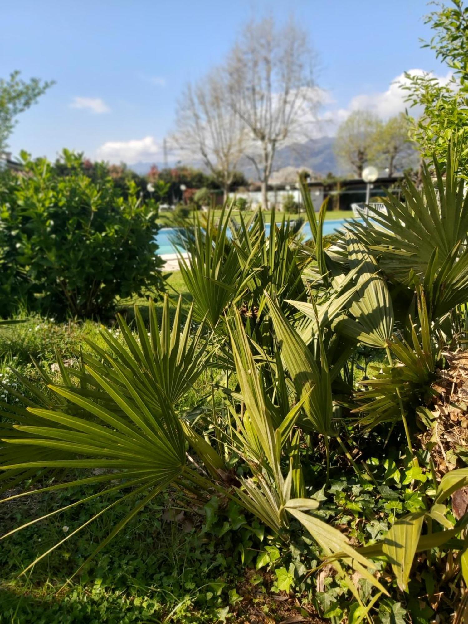Villa Fioccomare Camaiore Εξωτερικό φωτογραφία